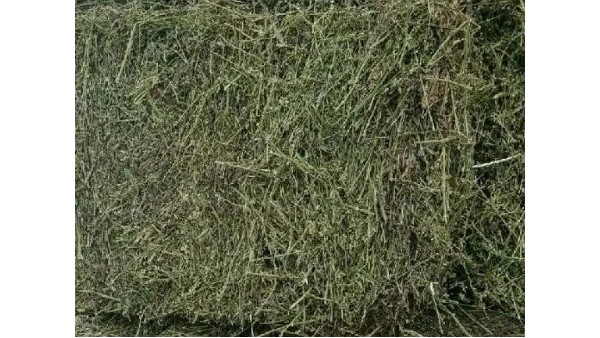 苜蓿草佛山進(jìn)口通關(guān)報檢資料與注意事項